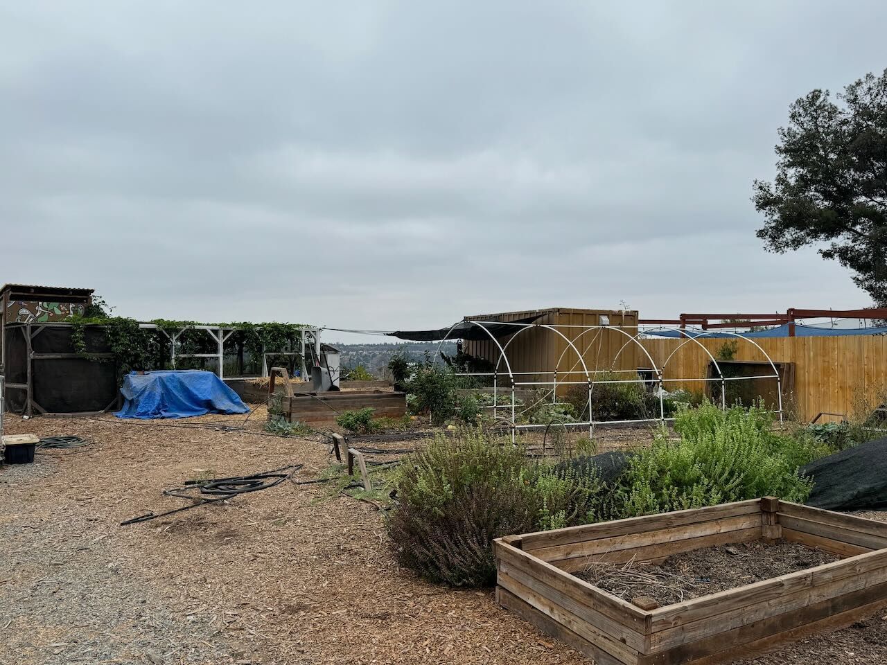 Allied Gardens Neighborhood Farm two years in, with raised beds, hoop houses and living shade.